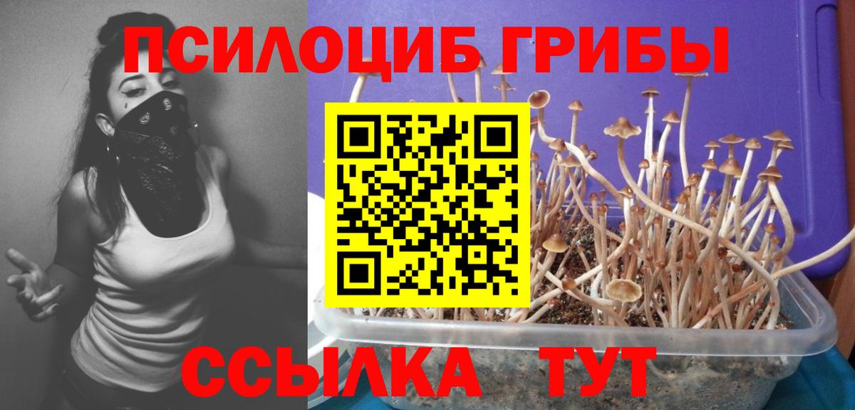 Лениногорск  Псилоцибиновые грибы Psilocybe  Галлюциногенные грибы мухоморы  Вход с VPN 